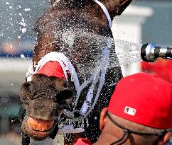 Thoroughbred Horse Racing At Woodbine Racetrack - September 14, 2024