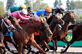 Thoroughbred Horse Racing At Woodbine Racetrack - September 14, 2024