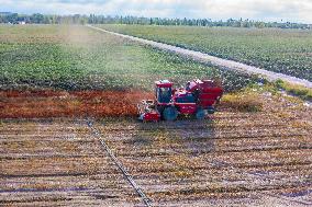 Chili Pepper Harvest in Xinjiang