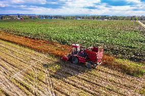 Chili Pepper Harvest in Xinjiang