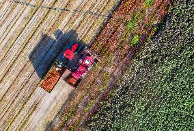 Chili Pepper Harvest in Xinjiang