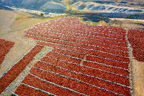 Chili Pepper Harvest in Xinjiang