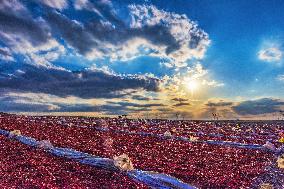 Chili Pepper Harvest in Xinjiang