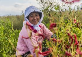 Chili Pepper Harvest in Xinjiang