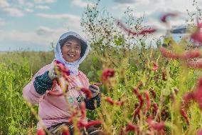 Chili Pepper Harvest in Xinjiang