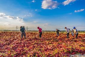 Chili Pepper Harvest in Xinjiang