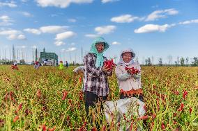 Chili Pepper Harvest in Xinjiang