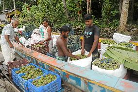 Floating Plum Market - Bangladesh