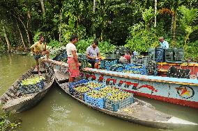 Floating Plum Market - Bangladesh