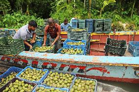 Floating Plum Market - Bangladesh