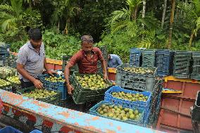 Floating Plum Market - Bangladesh