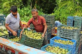 Floating Plum Market - Bangladesh