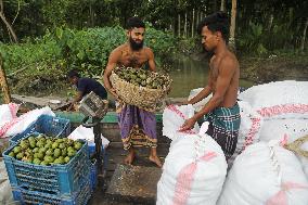 Floating Plum Market - Bangladesh