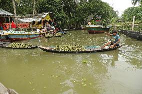 Floating Plum Market - Bangladesh