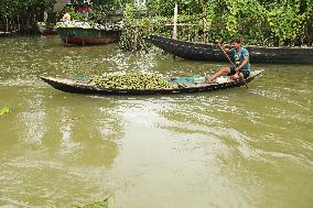 Floating Plum Market - Bangladesh