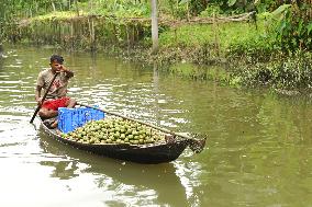 Floating Plum Market - Bangladesh