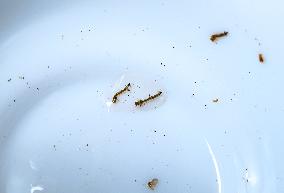 Mosquito Larvae Sampling