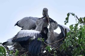 India Wildlife