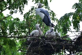 India Wildlife