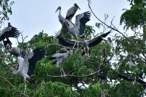 India Wildlife