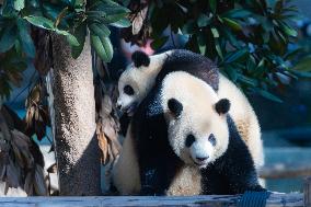 Giant Panda at Chongqing Zoo