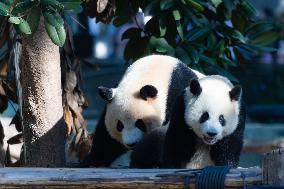 Giant Panda at Chongqing Zoo