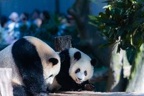 Giant Panda at Chongqing Zoo