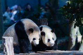 Giant Panda at Chongqing Zoo