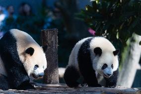 Giant Panda at Chongqing Zoo