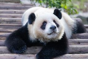 Giant Panda at Chongqing Zoo