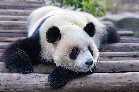 Giant Panda at Chongqing Zoo