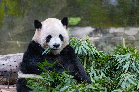 Giant Panda at Chongqing Zoo