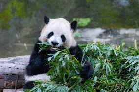 Giant Panda at Chongqing Zoo