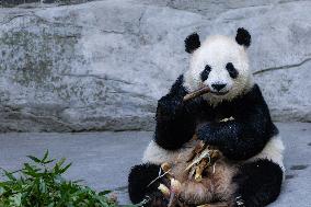 Giant Panda at Chongqing Zoo