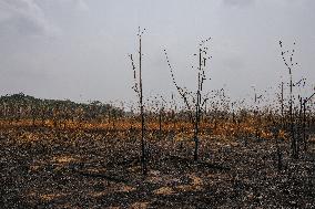 Drought Impacts About 59 Percent Of Territory - Brazil