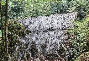 World's First Ordovician Stone Forest