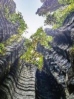 World's First Ordovician Stone Forest