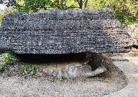 World's First Ordovician Stone Forest