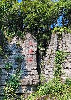 World's First Ordovician Stone Forest