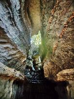 World's First Ordovician Stone Forest