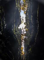 World's First Ordovician Stone Forest