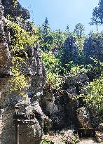 World's First Ordovician Stone Forest