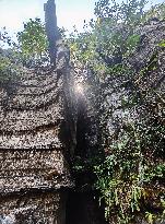 World's First Ordovician Stone Forest