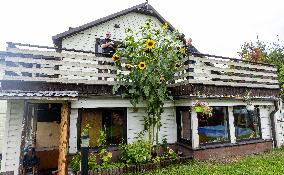 Extremely long sunflower