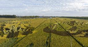 Rice Field Painting