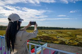 Rice Field Painting