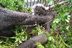 Typhoon Bebinca Hit Taicang