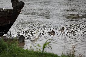 Increased Water Level In The Vistula River In Krakow