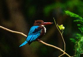 Halcyon Smyrnensis - Animal India