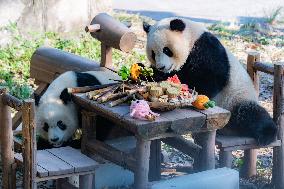 Giant Pandas Eat Mooncakes to Celebrate The Mid-Autumn Festival